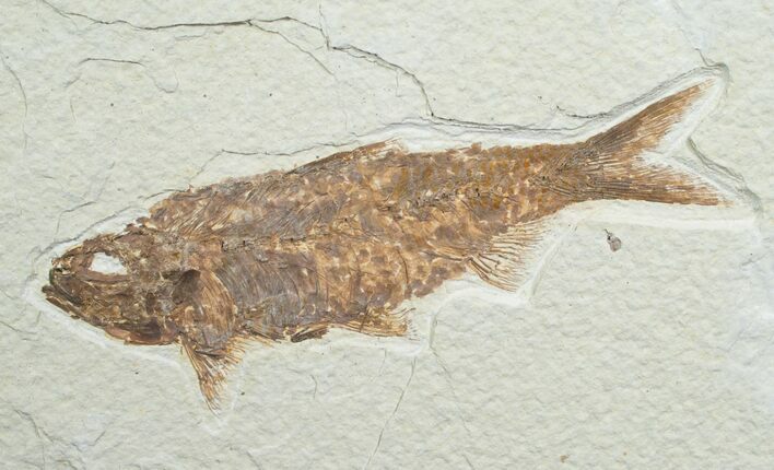 Inch Knightia Fossil Fish #4688